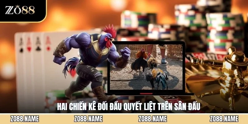Hai chiến kê đối đầu quyết liệt trên sân đấu